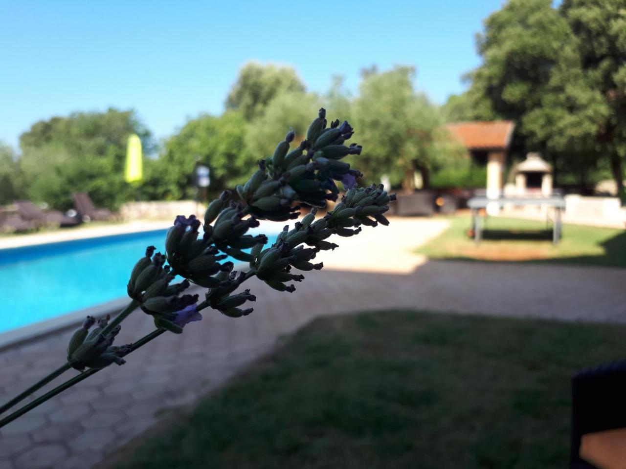 Guesthouse "Barboska" - Big Outdoor Swimming Pool & Private Tennis Court Vodnjan Dış mekan fotoğraf